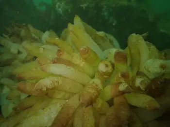 Eggs Opalescent Squid