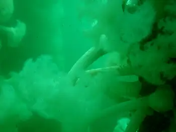 Metridium Anemones