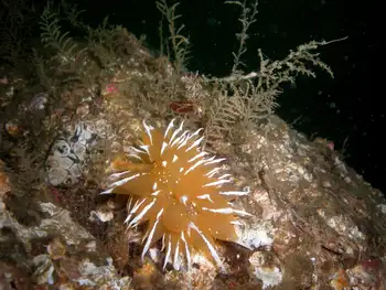 Coarse Sea Fir Hydroid