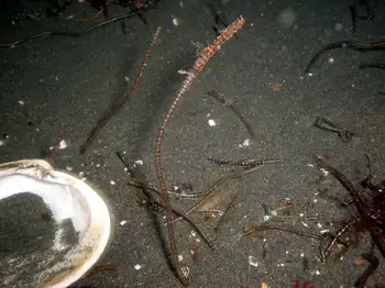 Jointed Three Section Tube Worm