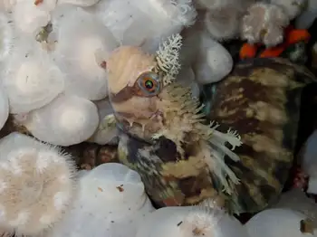 Decorated War Bonnet