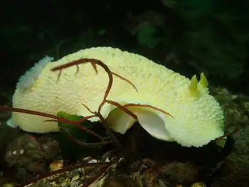 Noble Sea Lemon