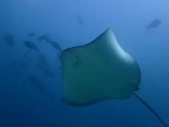 Sting Ray