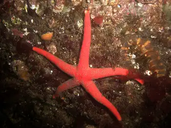 Fat Blood Star