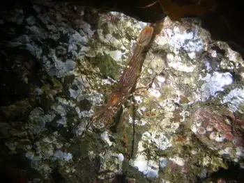 Coonstripe Shrimp