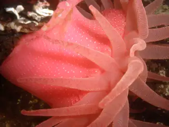 Crimson Anemone