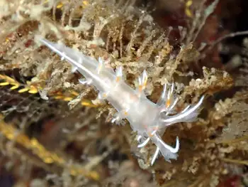 Robilliard's Dendronotid