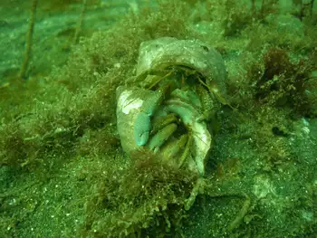 Grainyhand Hermit Crabs