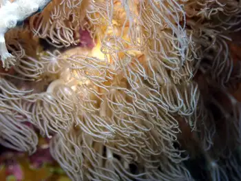 Coral