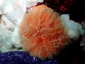 Anemone