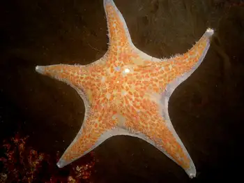 Leather Star