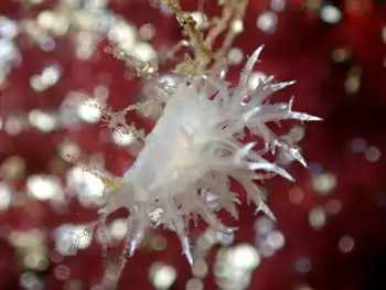 Dall's Dendronotid