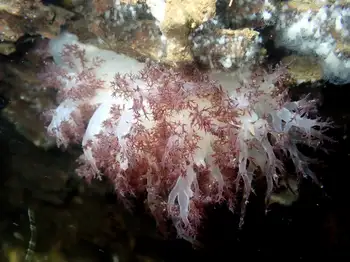 Red Dendronotid