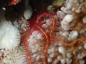 Soft Coral Brittle Star
