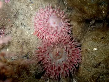 Painted Anemones