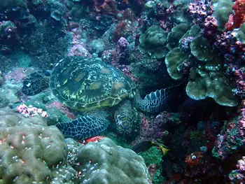 Hawksbill Sea Turtle