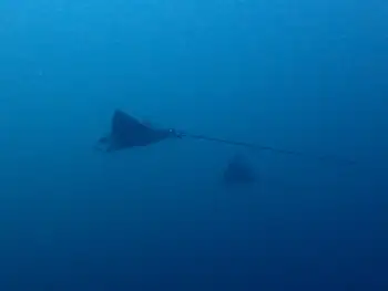 eagle ray