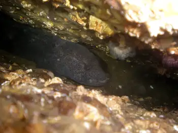 Wolf Eel