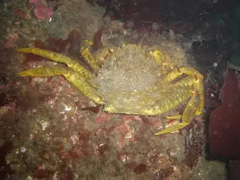 Helmet Crab