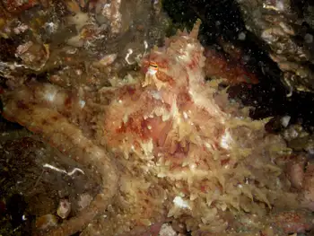 Red Octopus