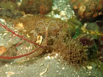 Jointed Three Section Tube Worm