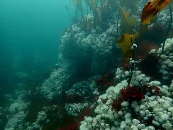 Short Plumose Anemones