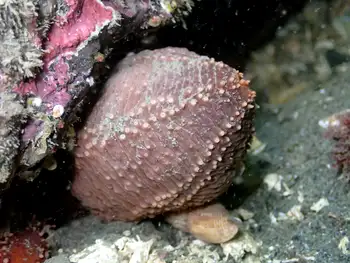 Red Sea Cucumber