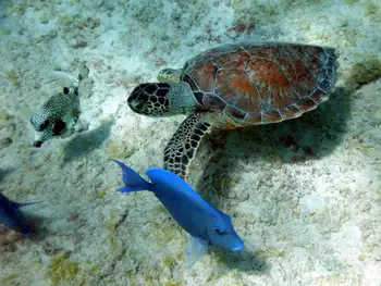 Blue Tang
