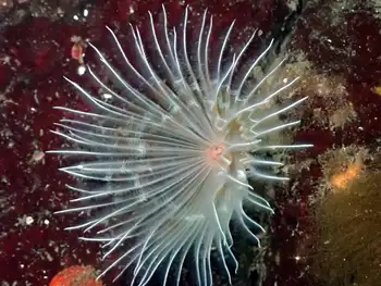 White Crown Calcareous Tube Worm