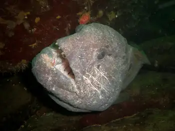 Wolf Eel