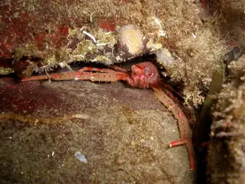 Squat Lobster
