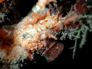 Longhorn Decorator Crab