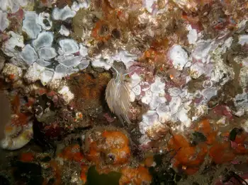 Bryozoans