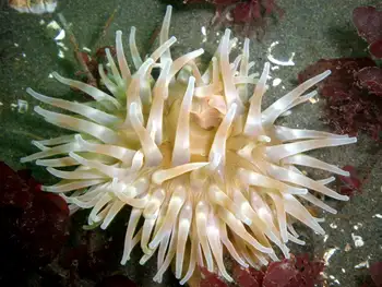 Painted Anemone