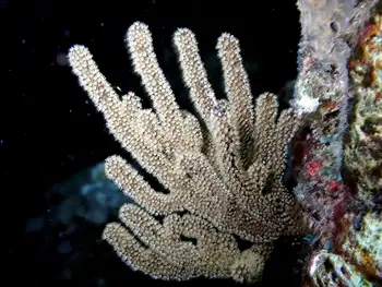 Coral