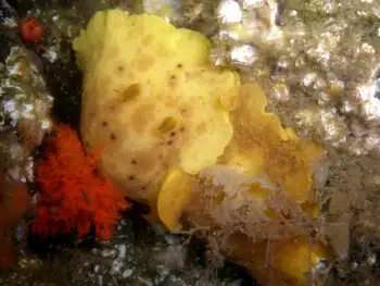 Red Sea Cucumber