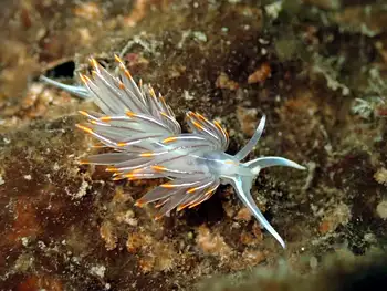 Horned Nudibranch