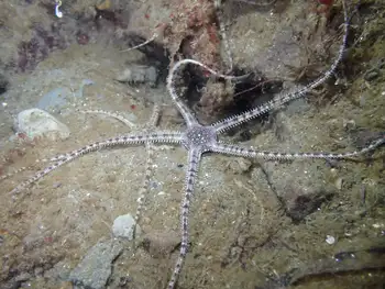 gray brittle star