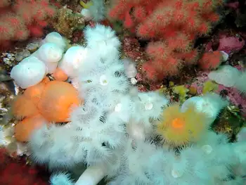 Metridium Anemones