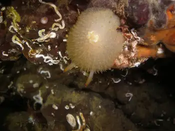 Sandalwood Nudibranch