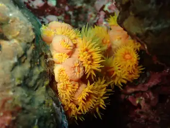 Tubastraea coccinea Coral