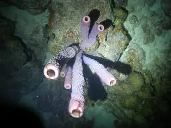 Stovepipe Sponge