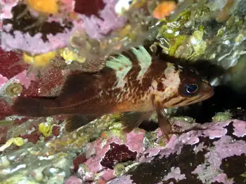 Rockfish