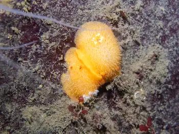 sandalwood nudibranch