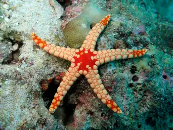 Noduled Star