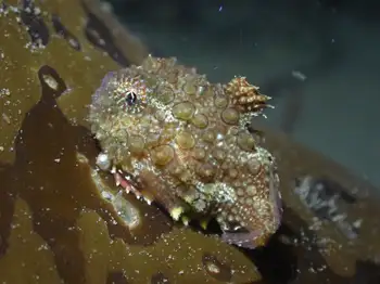 Spiny Lumpsucker