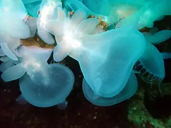 Hooded Nudibranchs