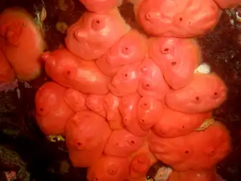 Broadbase Tunicates