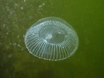 Water Jelly