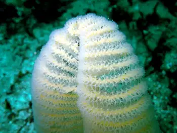 Ptilosarcus gurneyi Sea Pen